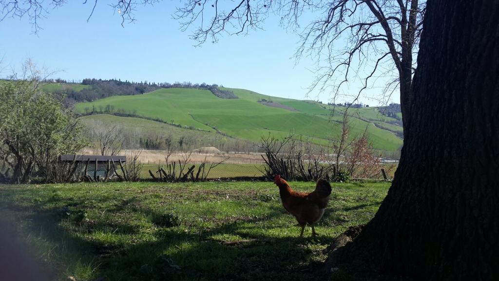 Agriturismo Molino Nuovo Castel San Pietro Terme Eksteriør bilde
